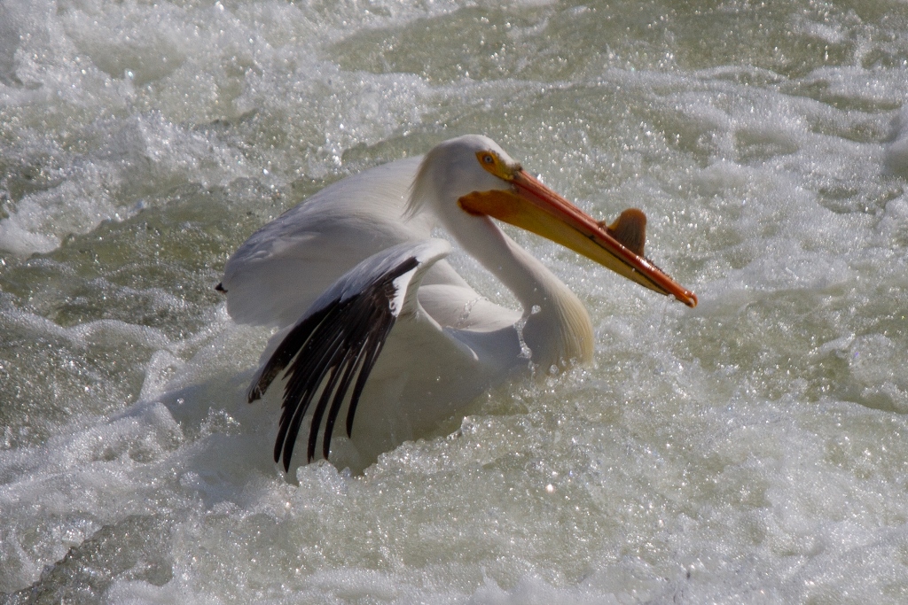 Pelican eye catch
